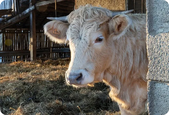 배당계산기 제대로 활용할까요