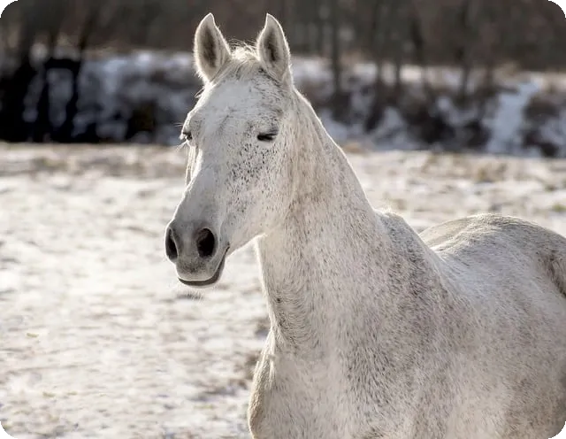 프로토승부식 20회차 조합 공개 비결은?