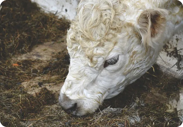 프로토승부식 20회차 조합 공개 비결은?